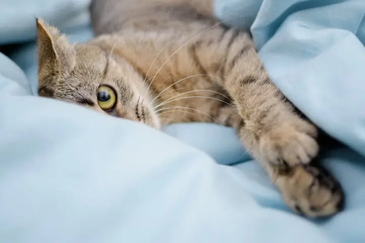 chat coucher dans draps bleu ciel regardant fixement la caméra