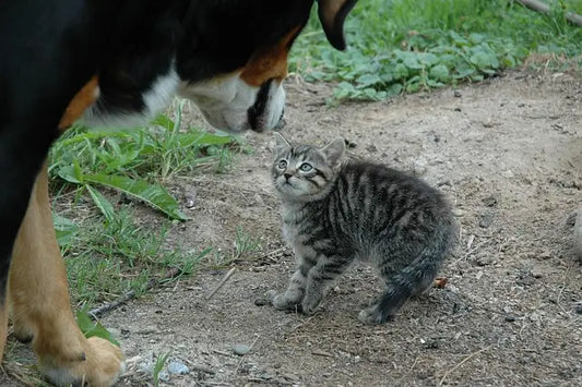 chat devant un chien et ayant peur