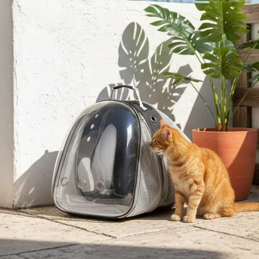 Chat à coté d'un sac de transport extensible dans un coin de la terrasse