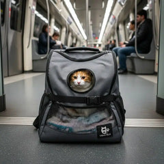Transport d’un chat en bus, métro ou tramway : règles, contraintes et astuces de discrétion