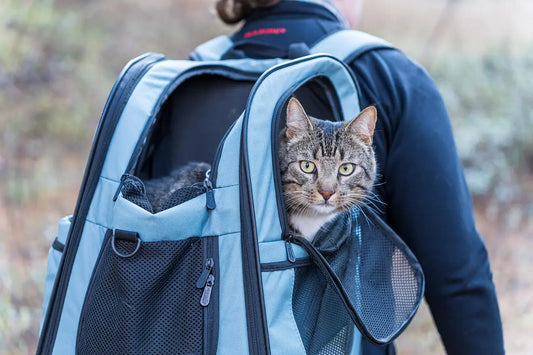 chat dans un sac à dos de transport chat
