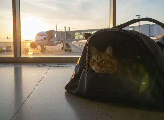 Voyager en avion avec un chat : préparer les dimensions, le sac cabine et les formalités