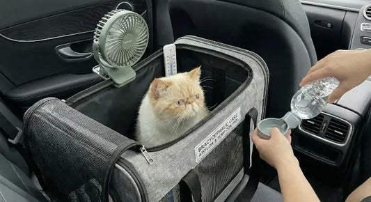 Transporter un chat brachycéphale persan exotique précautions respiratoires et choix du sac