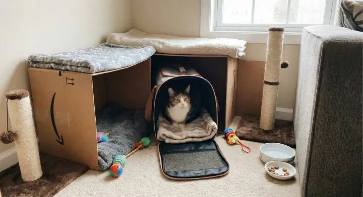 Comment créer une zone refuge pour habituer le chat au transport à la maison