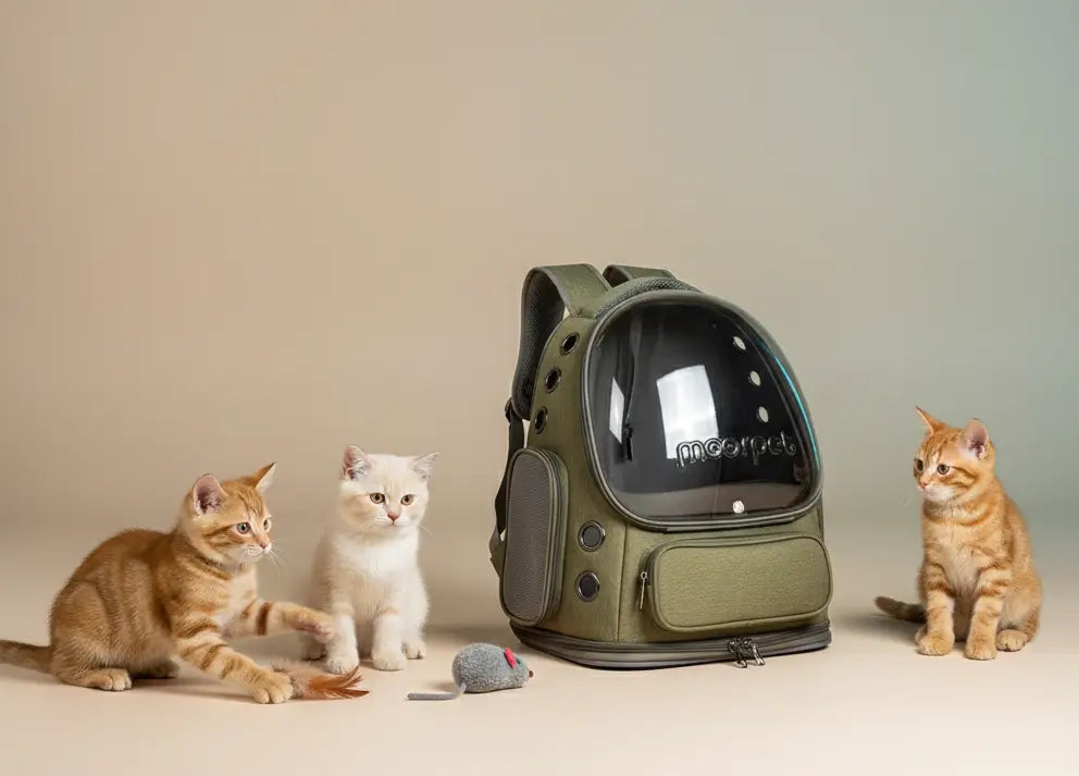 Bannière principale sacs de transport pour chats