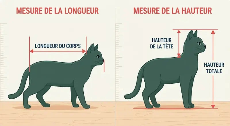 Schéma pour mesurer son chat : longueur du corps, du bout du nez à la base de la queue, et hauteur, du sol au sommet de la tête